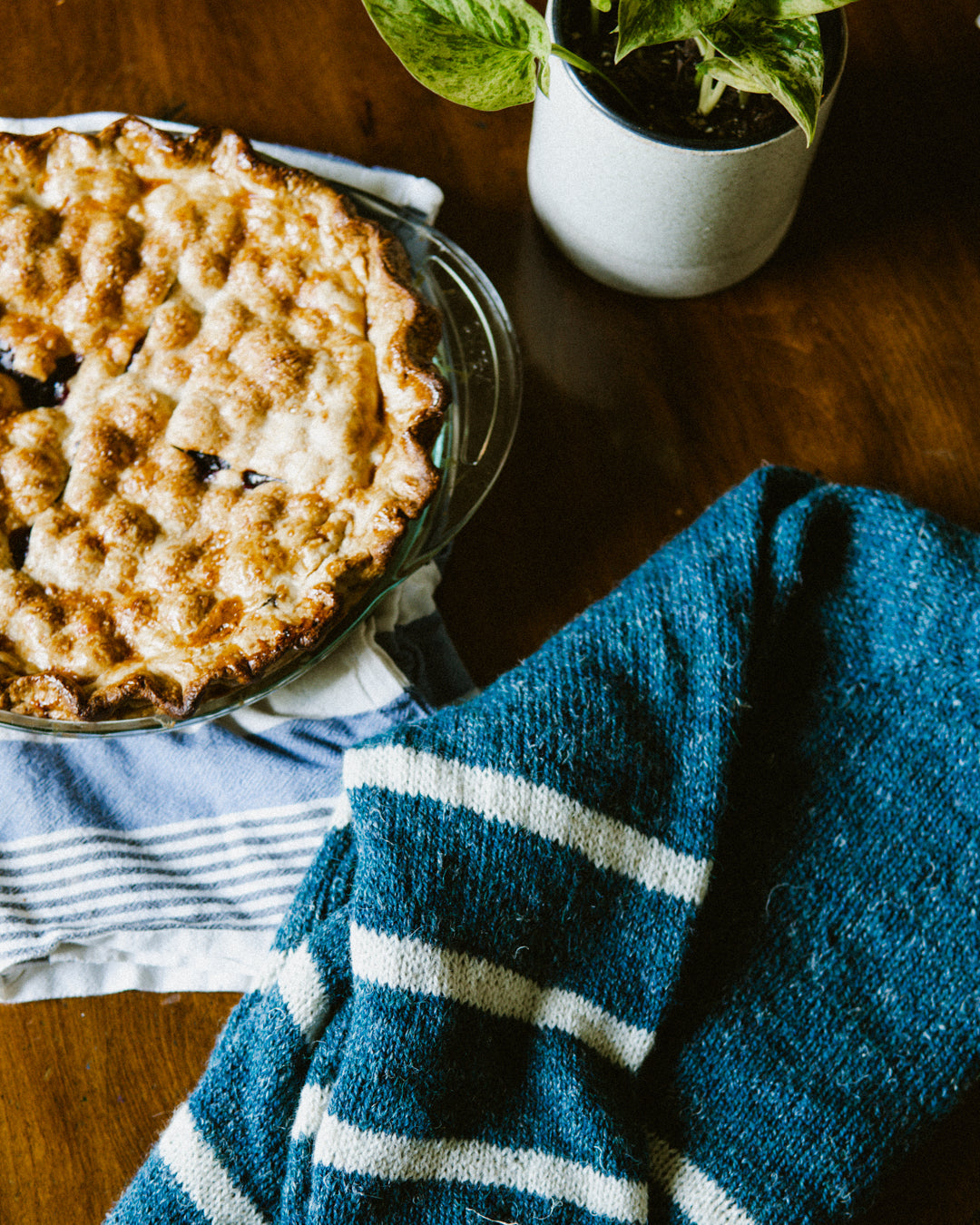 4 ways to protect your knits from wool eating moths & carpet beetle damage
