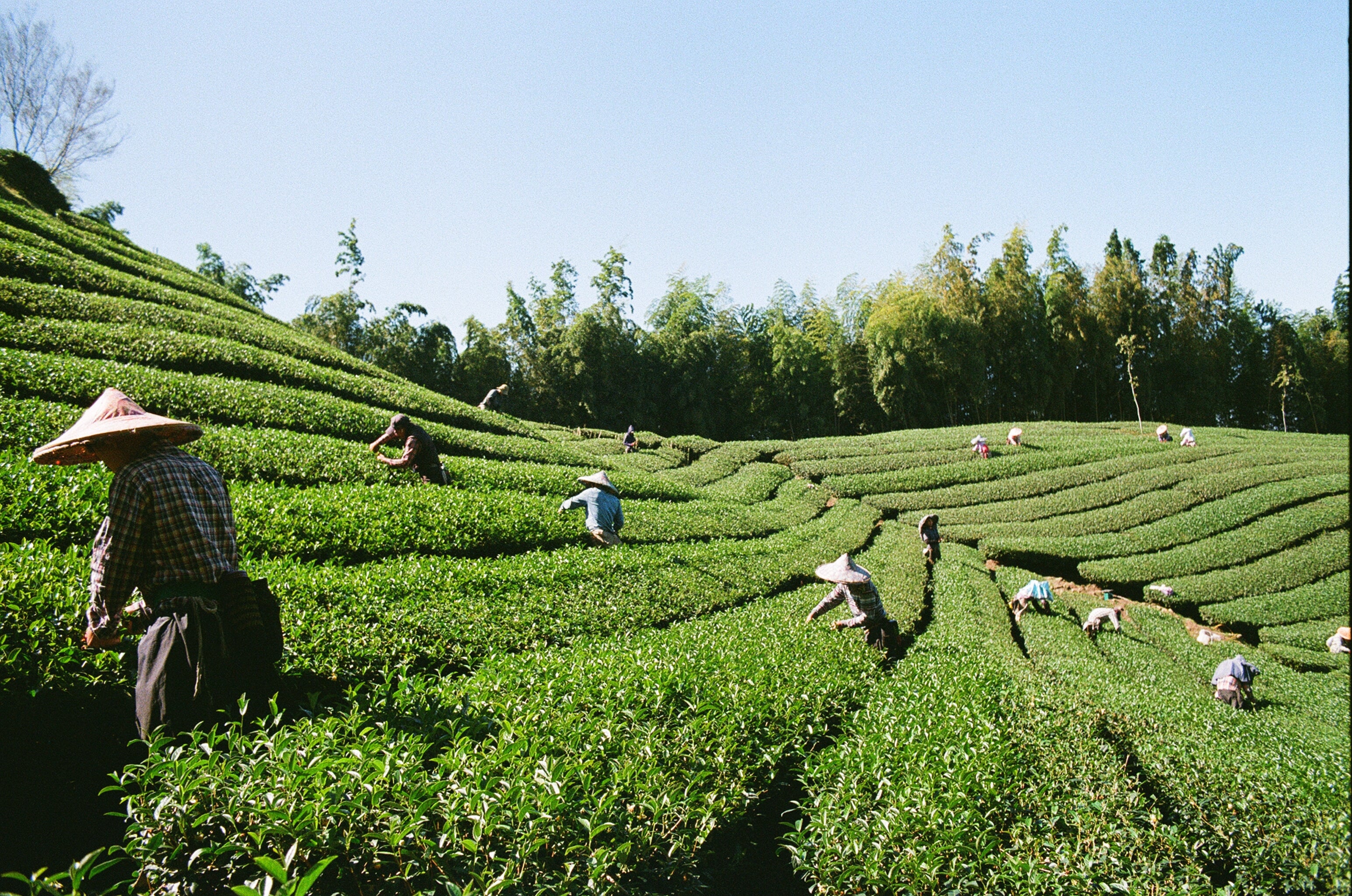 Rolling tea fields in Taiwan. Scattered tea farmers are gathering leaves among the fields. Lush forest in background across a blue sky.