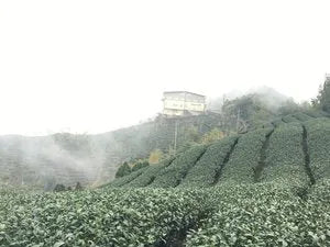 Green Oolong / Fall 2024
