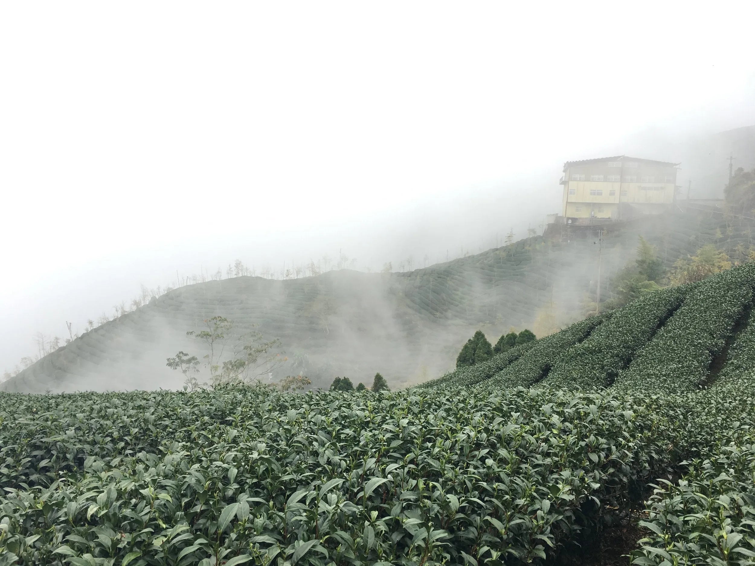 Red Oolong (Fall 2024)