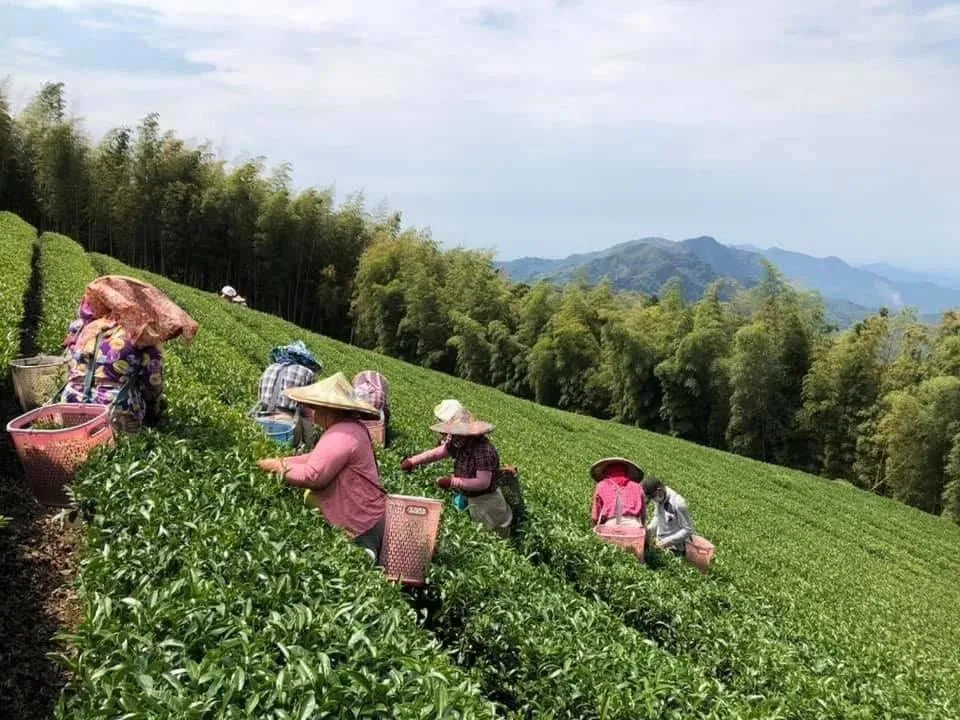 GABA Oolong (Spring 2023) - Aimee Sher Makes